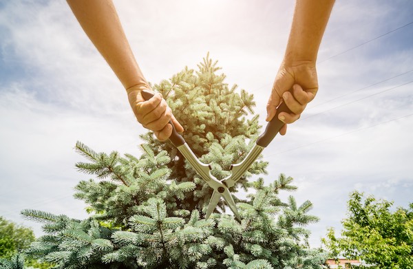 giarc homes does tree care